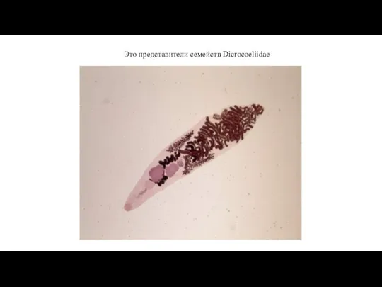 Это представители семейств Dicrocoeliidae