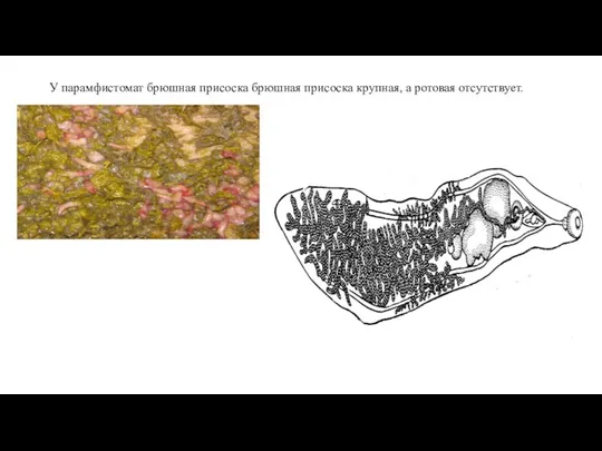 У парамфистомат брюшная присоска брюшная присоска крупная, а ротовая отсутствует.