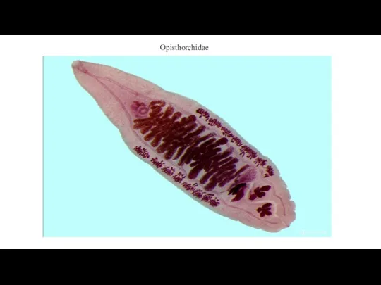 Opisthorchidae