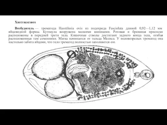 Хасстилезиоз Возбудитель — трематода Hasstilesia ovis из подотряда Fasciolata длиной