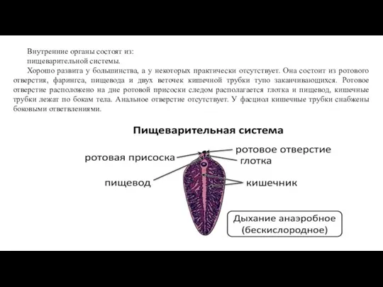 Внутренние органы состоят из: пищеварительной системы. Хорошо развита у большинства,