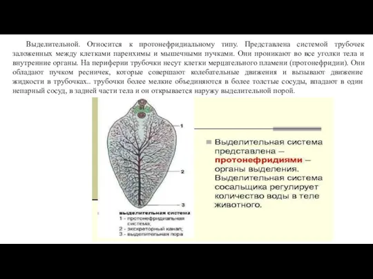 Выделительной. Относится к протонефридиальному типу. Представлена системой трубочек заложенных между