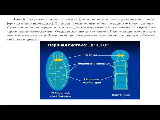 Нервной. Представлена головным ганглием (скопление нервных клеток расположенных вокруг фарингса