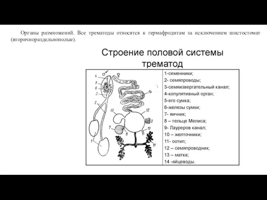 Органы размножений. Все трематоды относятся к гермафродитам за исключением шистостомат (вторичнораздельнополые).