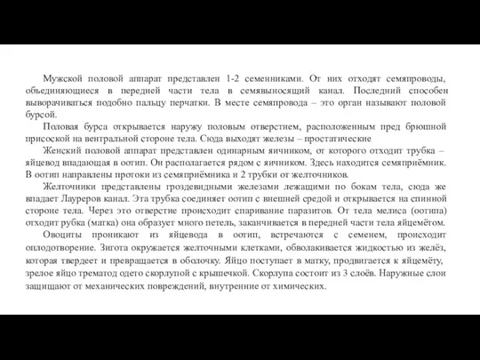 Мужской половой аппарат представлен 1-2 семенниками. От них отходят семяпроводы,