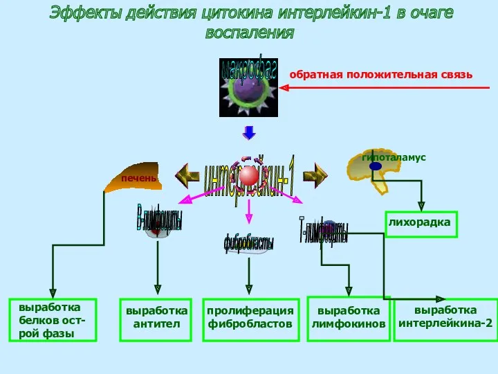 макрофаг интерлейкин-1 печень гипоталамус В-лимфоциты фибробласты Т-лимфоциты выработка белков ост-