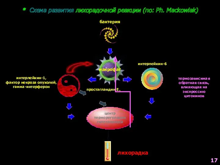 * Схема развития лихорадочной реакции (по: Ph. Mackowiak) бактерия макрофаг