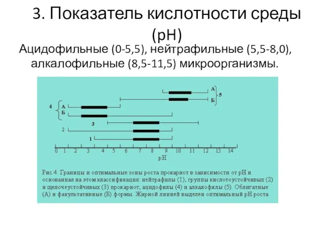 3. Показатель кислотности среды (pH) Ацидофильные (0-5,5), нейтрафильные (5,5-8,0), алкалофильные (8,5-11,5) микроорганизмы.