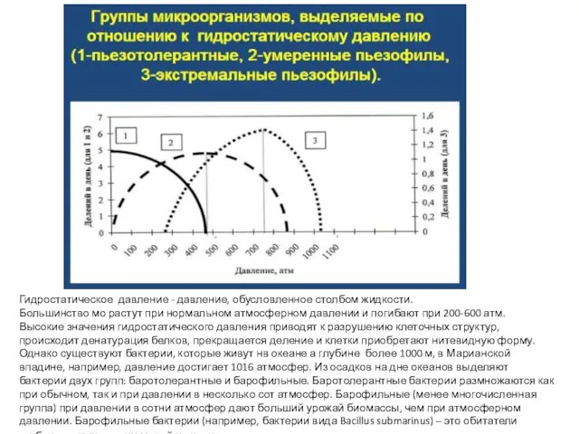 Гидростатическое давление - давление, обусловленное столбом жидкости. Большинство мо растут