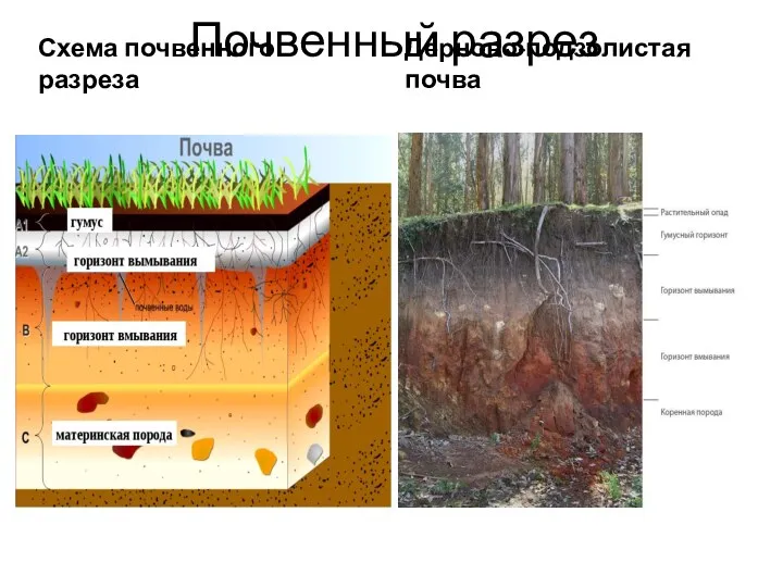 Почвенный разрез Схема почвенного разреза Дерново-подзолистая почва