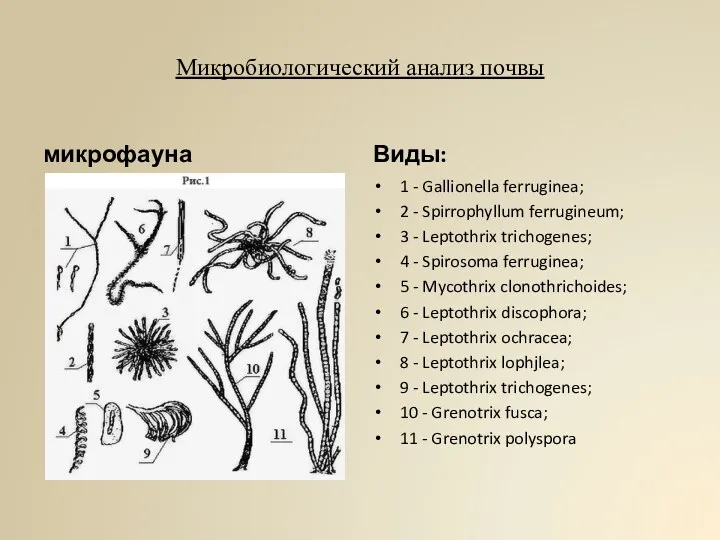 Микробиологический анализ почвы микрофауна Виды: 1 - Gallionella ferruginea; 2