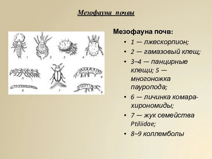 Мезофауна почвы Мезофауна почв: 1 — лжескорпион; 2 — гамазовый