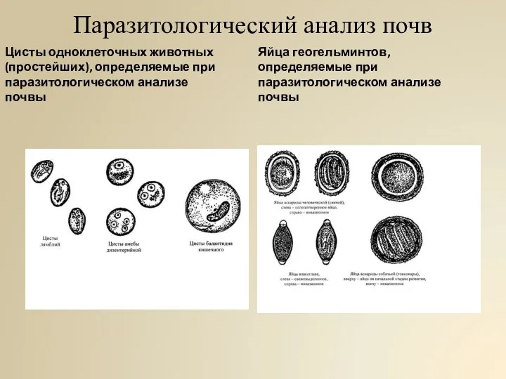 Паразитологический анализ почв Цисты одноклеточных животных (простейших), определяемые при паразитологическом