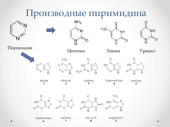 Производные пиримидина Пиримидин Цитозин Тимин Урацил