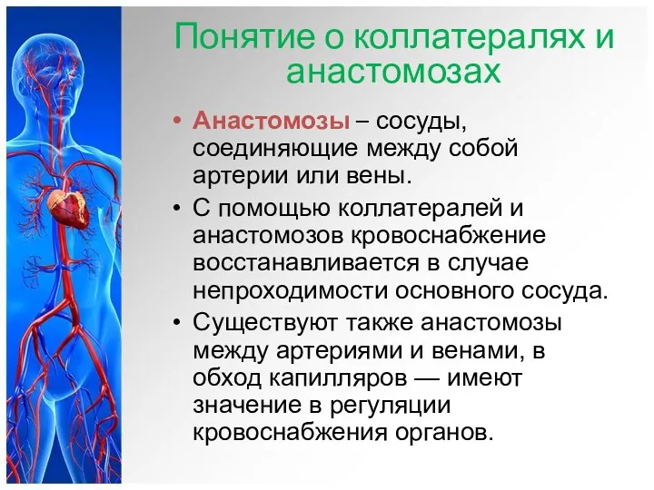 Понятие о коллатералях и анастомозах Анастомозы – сосуды, соединяющие между