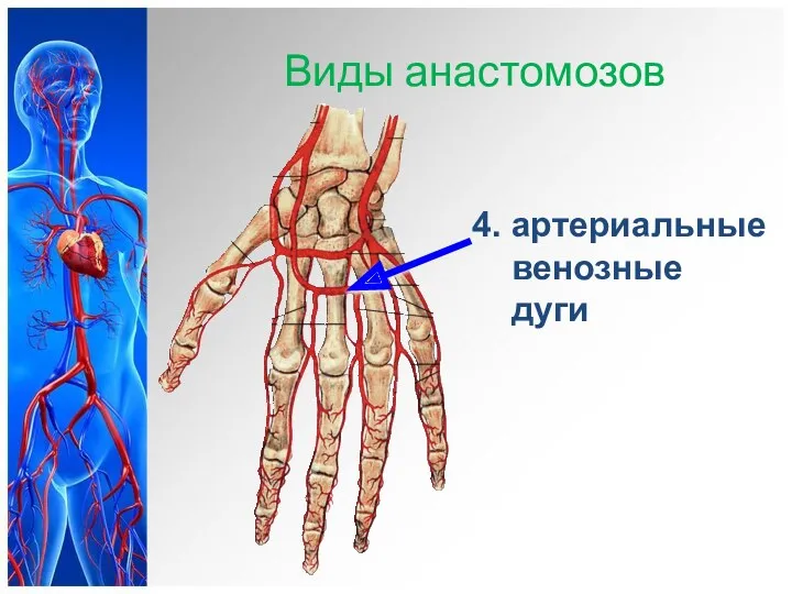 Виды анастомозов 4. артериальные венозные дуги