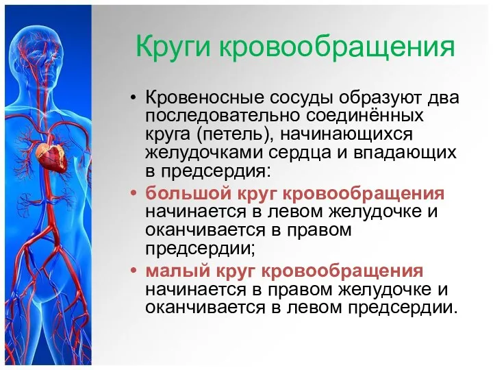 Круги кровообращения Кровеносные сосуды образуют два последовательно соединённых круга (петель),