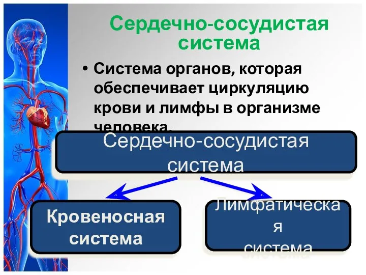 Сердечно-сосудистая система Система органов, которая обеспечивает циркуляцию крови и лимфы