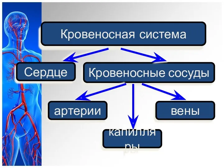 Сердце Кровеносные сосуды Кровеносная система вены артерии капилляры