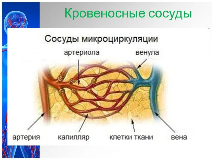Кровеносные сосуды 1. Артерии – кровеносные сосуды, по которым кровь