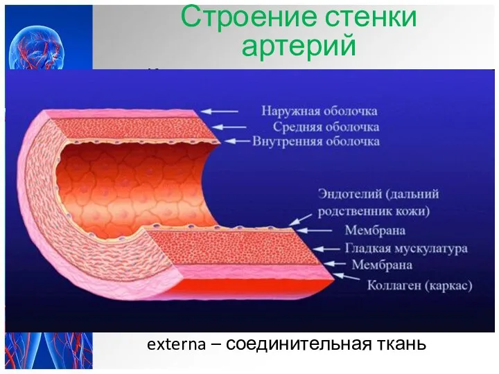 Строение стенки артерий Кровеносные сосуды – типичные полые органы, поэтому