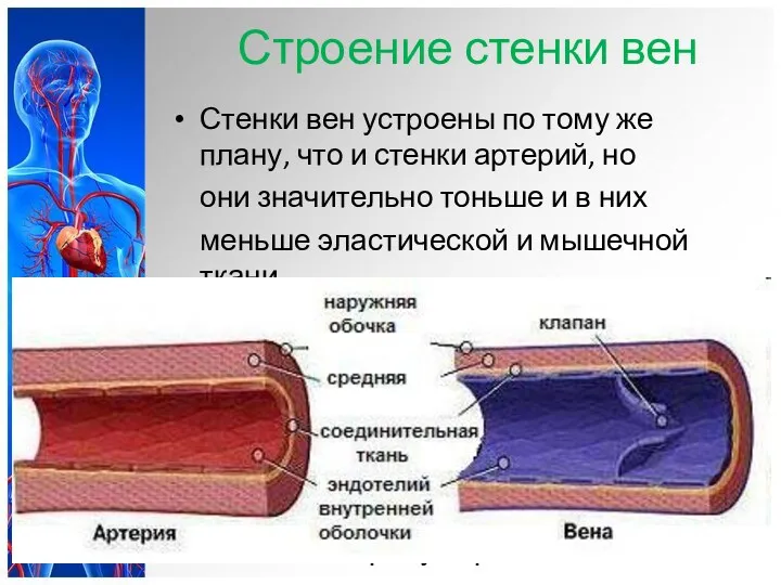 Строение стенки вен Стенки вен устроены по тому же плану,