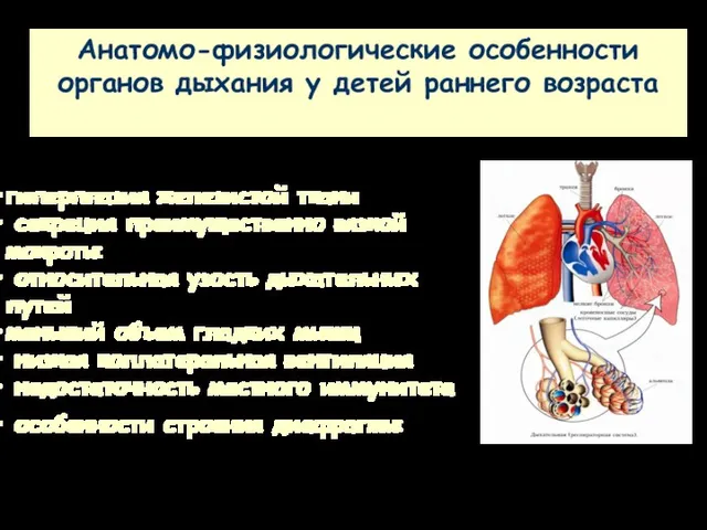 Анатомо-физиологические особенности органов дыхания у детей раннего возраста гиперплазия железистой