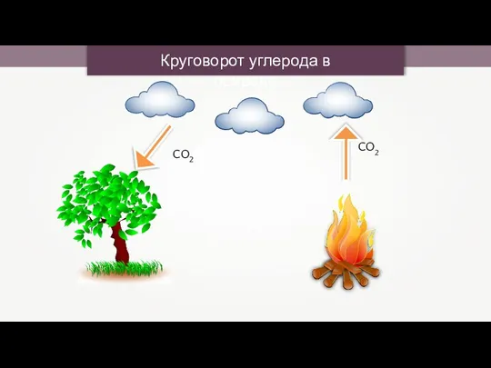 Круговорот углерода в природе CO2 CO2