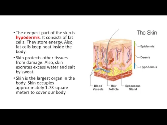 The deepest part of the skin is hypodermis. It consists