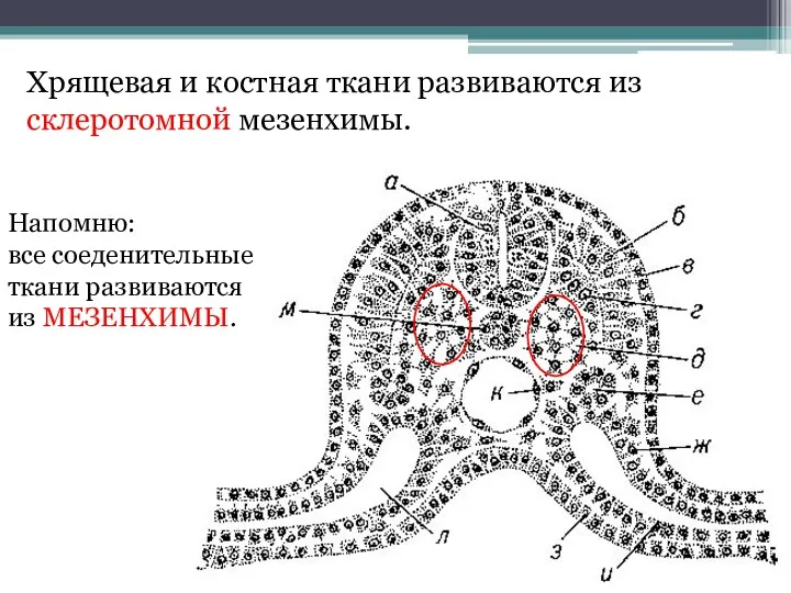 Хрящевая и костная ткани развиваются из склеротомной мезенхимы. Напомню: все соеденительные ткани развиваются из МЕЗЕНХИМЫ.