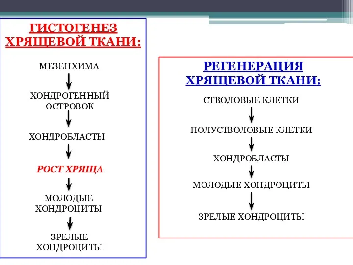 ГИСТОГЕНЕЗ ХРЯЩЕВОЙ ТКАНИ: МЕЗЕНХИМА ХОНДРОГЕННЫЙ ОСТРОВОК ХОНДРОБЛАСТЫ МОЛОДЫЕ ХОНДРОЦИТЫ ЗРЕЛЫЕ