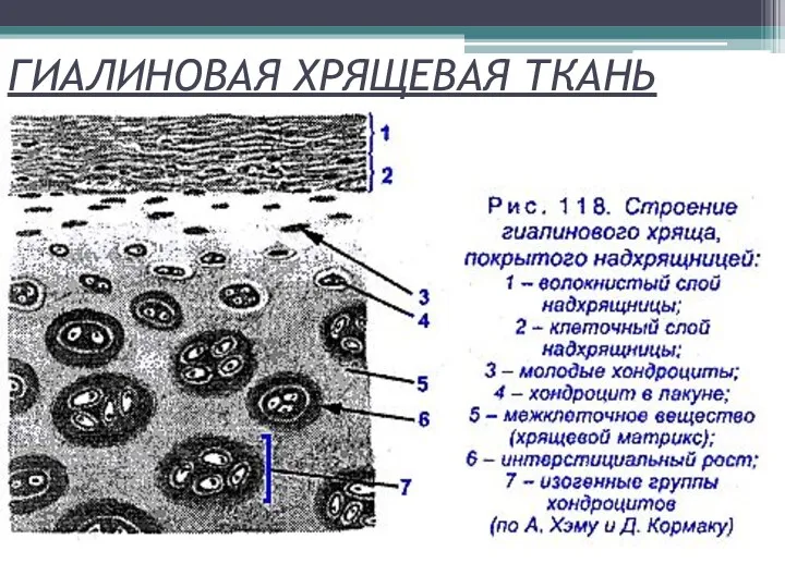 ГИАЛИНОВАЯ ХРЯЩЕВАЯ ТКАНЬ