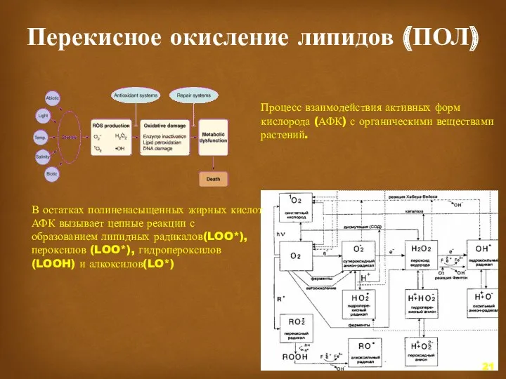 Перекисное окисление липидов (ПОЛ) Процесс взаимодействия активных форм кислорода (АФК)