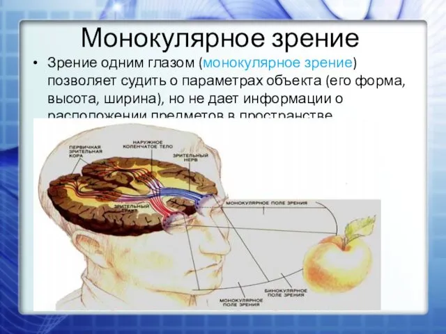 Монокулярное зрение Зрение одним глазом (монокулярное зрение) позволяет судить о параметрах объекта (его