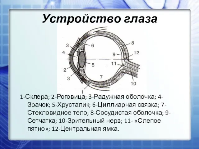 Устройство глаза 1-Склера; 2-Роговица; 3-Радужная оболочка; 4-Зрачок; 5-Хрусталик; 6-Циллиарная связка; 7-Стекловидное тело; 8-Сосудистая