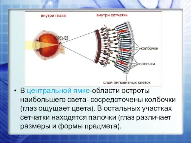 В центральной ямке-области остроты наибольшего света- сосредоточены колбочки (глаз ощущает цвета). В остальных