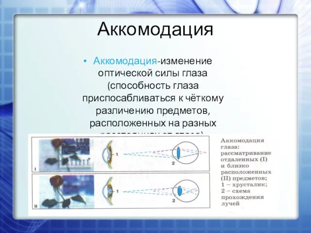 Аккомодация Аккомодация-изменение оптической силы глаза (способность глаза приспосабливаться к чёткому различению предметов, расположенных