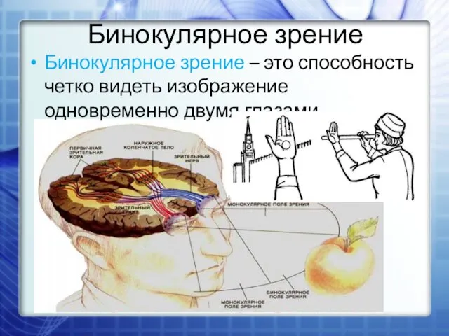 Бинокулярное зрение Бинокулярное зрение – это способность четко видеть изображение одновременно двумя глазами.