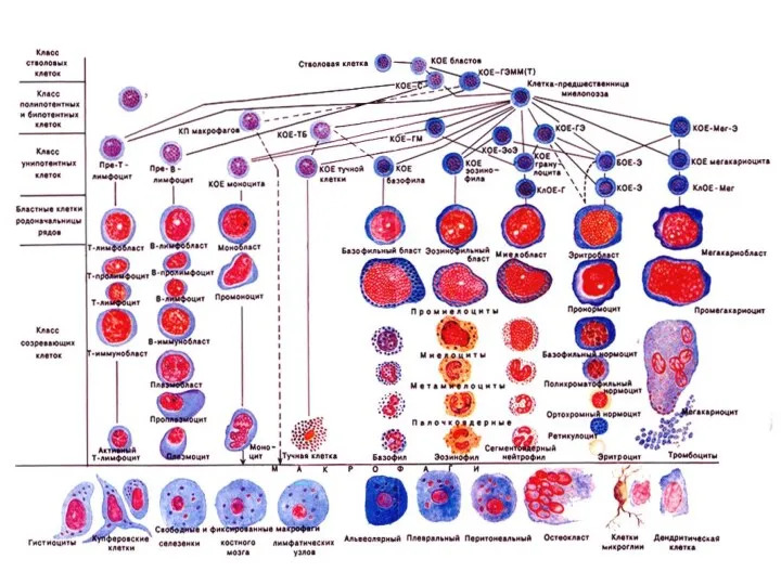 Схема кроветворения