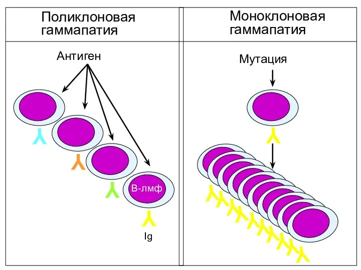 Y Y Y Y Антиген Мутация Y Y Y Y