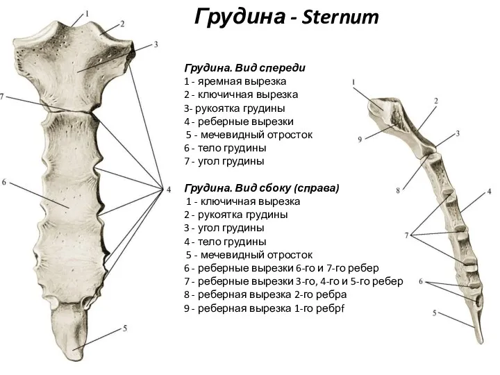 Грудина. Вид спереди 1 - яремная вырезка 2 - ключичная