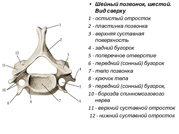 Шейный позвонок, шестой. Вид сверху 1 - остистый отросток 2 - пластинка позвонка