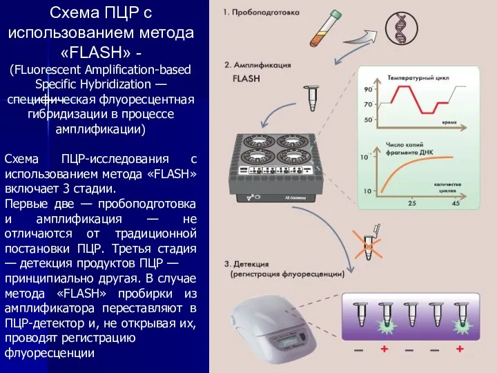 Схема ПЦР с использованием метода «FLASH» - (FLuorescent Amplification-based Specific
