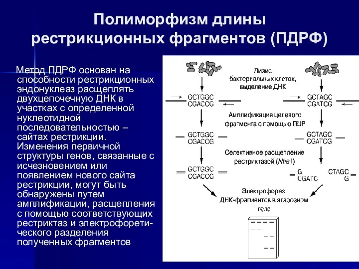 Полиморфизм длины рестрикционных фрагментов (ПДРФ) Метод ПДРФ основан на способности