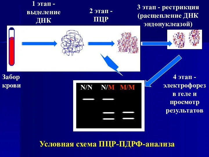 Условная схема ПЦР-ПДРФ-анализа 1 этап - выделение ДНК 2 этап