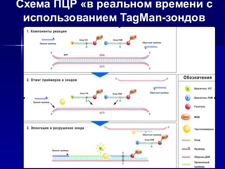 Схема ПЦР «в реальном времени с использованием TagMan-зондов принцип работы TaqMan-зондов