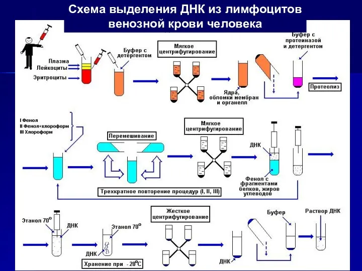 Схема выделения ДНК из лимфоцитов венозной крови человека