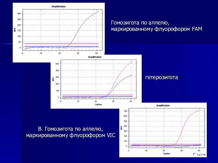 В. Гомозигота по аллелю, маркированному флуорофором VIC Гомозигота по аллелю, маркированному флуорофором FAM гетерозигота