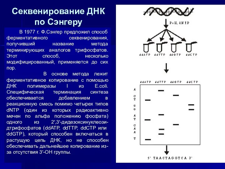 В 1977 г. Ф.Сэнгер предложил способ ферментативного секвенирования, получивший название