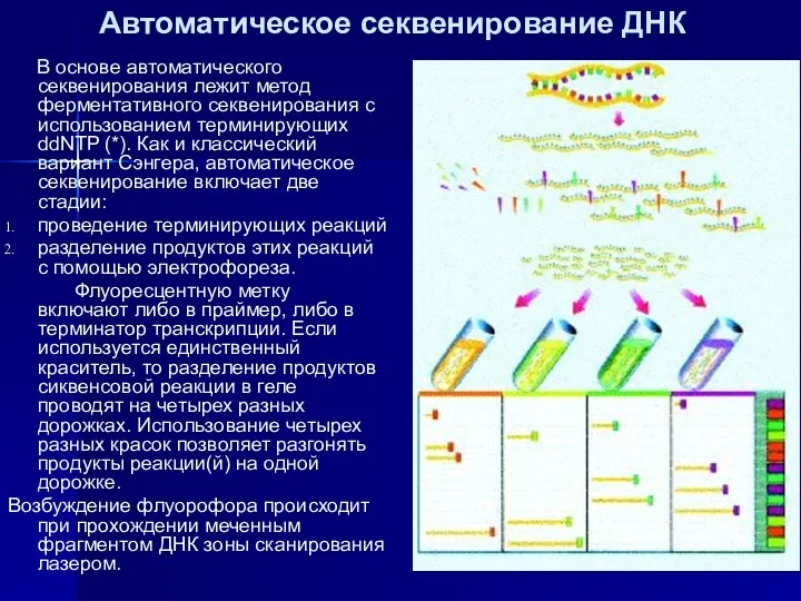 Автоматическое секвенирование ДНК В основе автоматического секвенирования лежит метод ферментативного